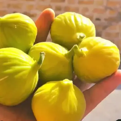 نهال انجیر زرد ساوه (1)