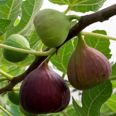 نهال انجیر سیاه فرانسوی