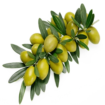 zeyton-konservalia-min-min